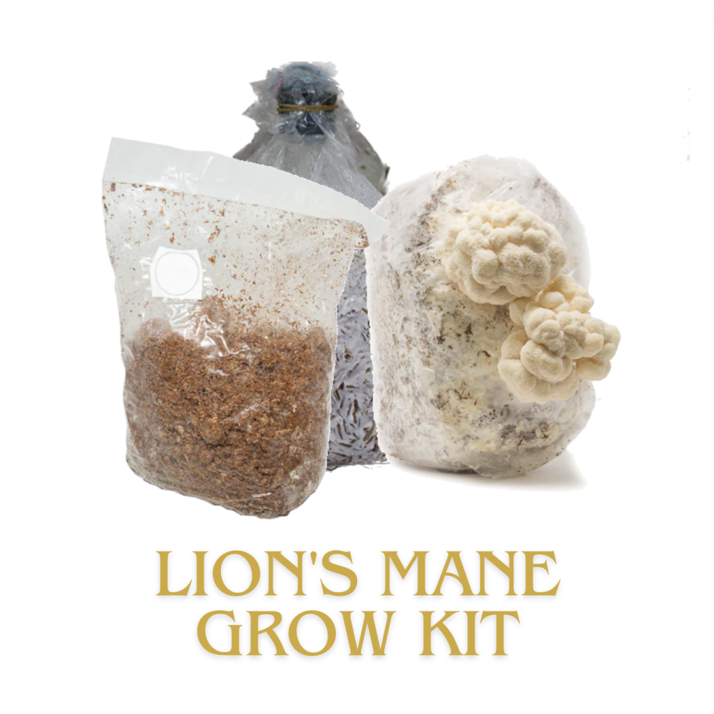 Lion's Mane (Hầu Thủ) GrowKit